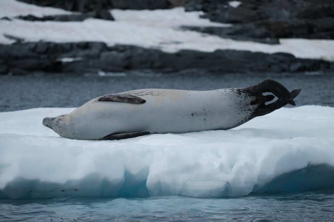 Leopard Seal on Ice Floe A leopard seal rests on an iceberg in cold water.
