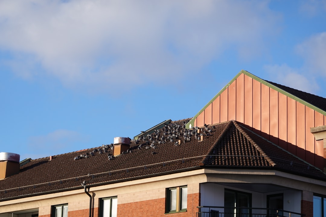 A flock of pigeons gathered on a rooftop