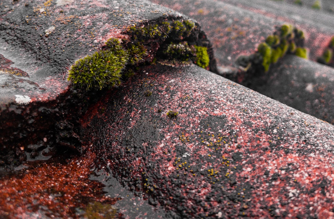 Moss on Roof Surface a close up of moss growing on a roof