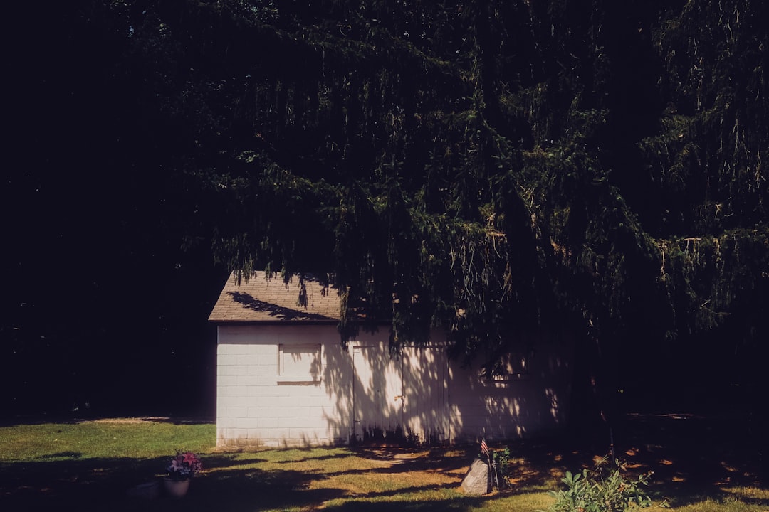30c4ce919c4647d7bb8a84566de1c7d0 A white shed stands shaded by a dense evergreen tree