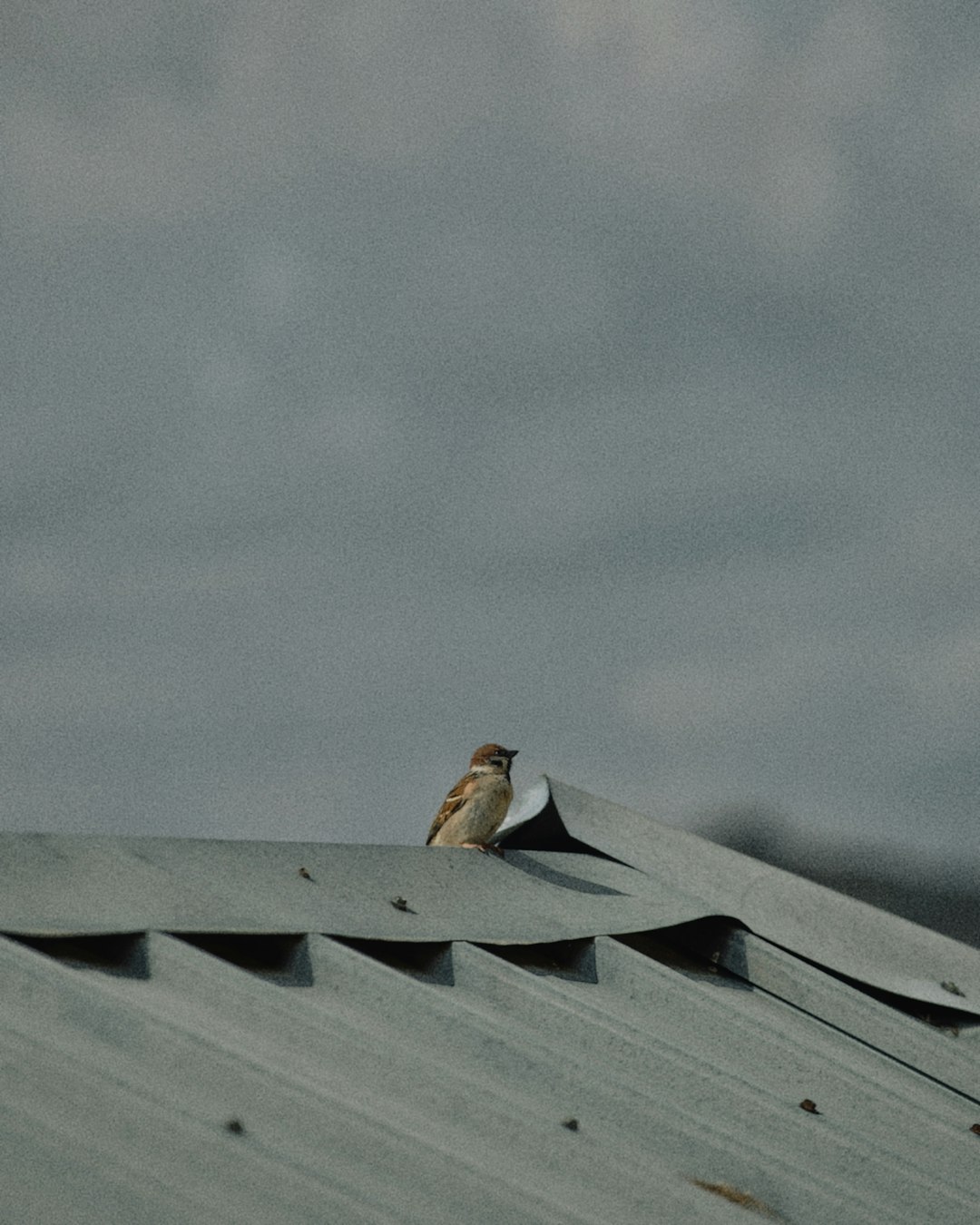 A small bird perched on a metal roof