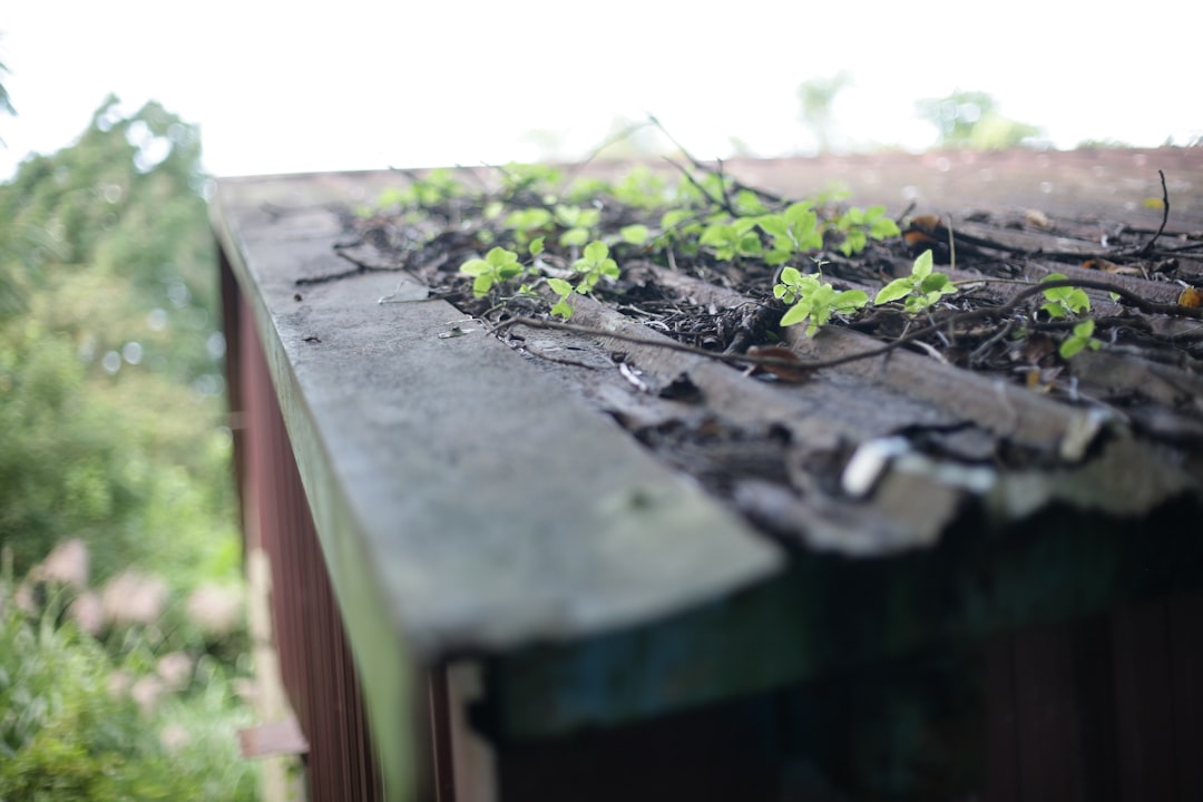 Green plants growing in a weathered gutter