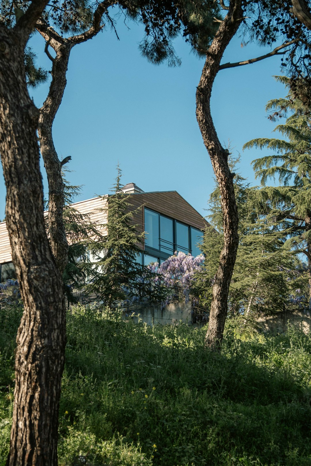 Contemporary house with large windows framed by tall pine trees.
