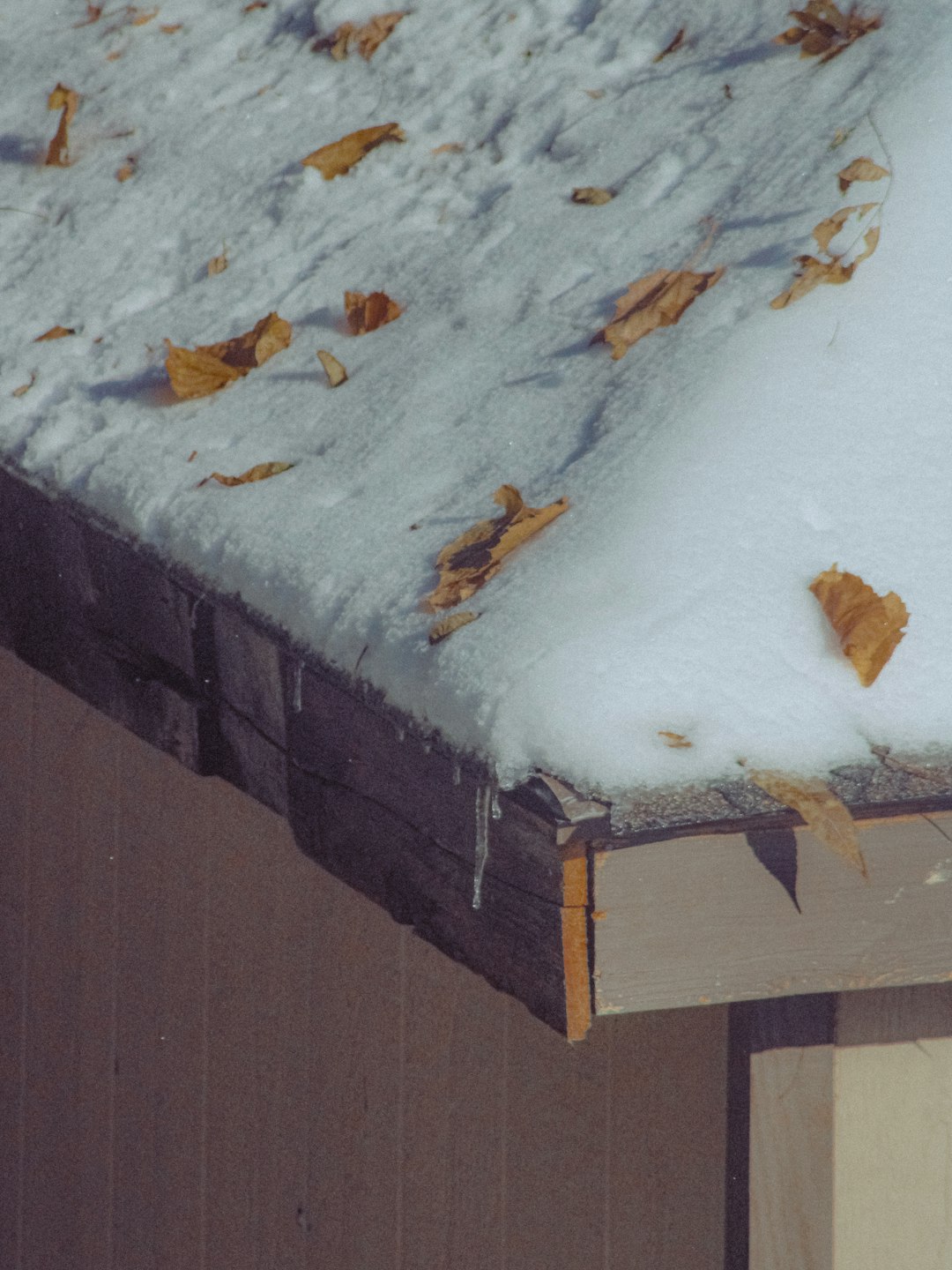Snow and fallen leaves on a roof edge.