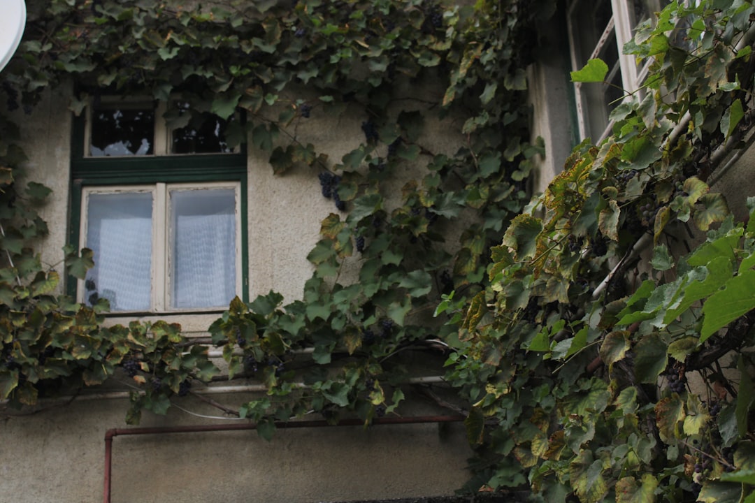 a building with plants growing on it