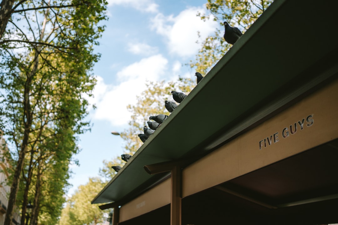 bfc6ce1d55df4ab49f89ad390dac3492 Pigeons perched on a building roof under a cloudy sky.
