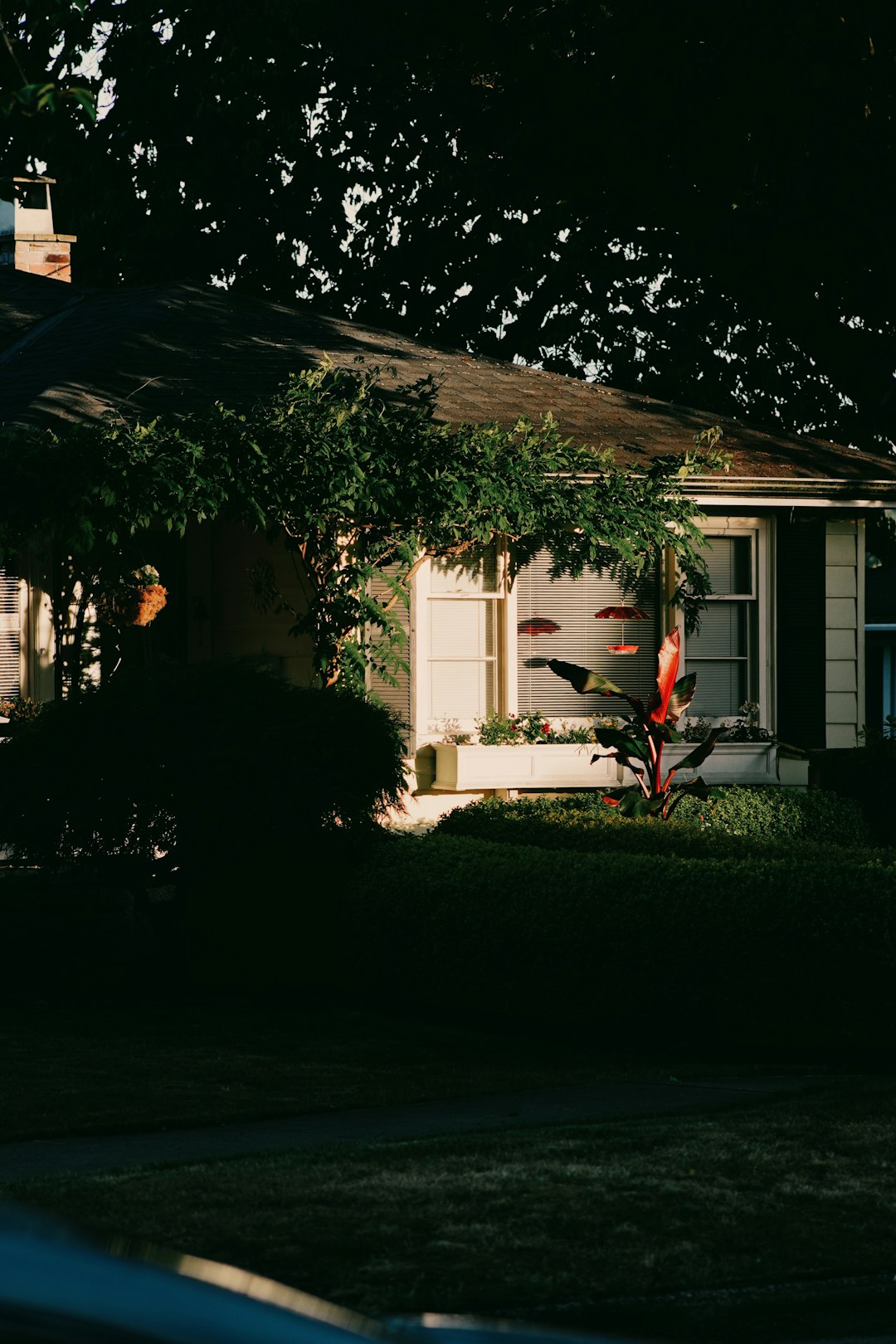 A sunlit house with trees and a red plant