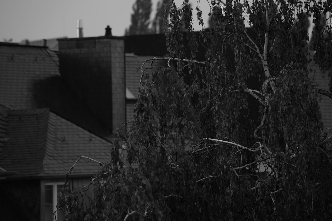 Black and white view of a tree and rooftops.