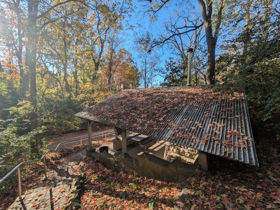 Rustic cabin covered in autumn leaves with corrugated roof.