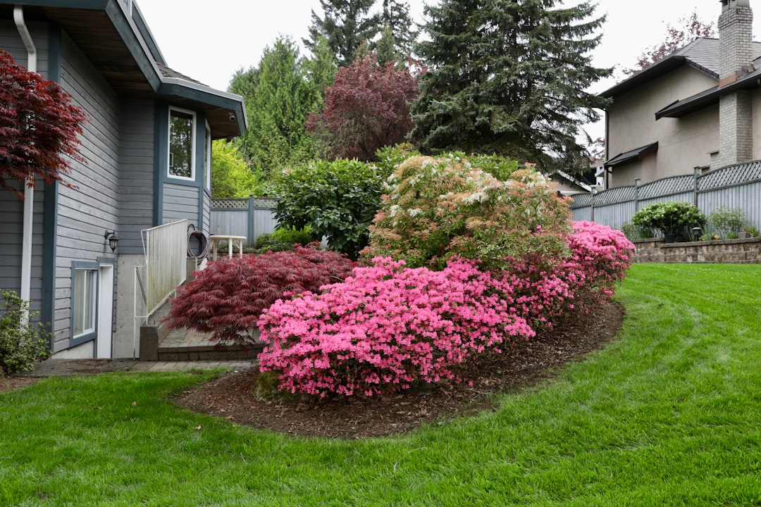 ed9bc310b1384c35bf7a82e34040ee13 Lush garden with pink azaleas and green lawn