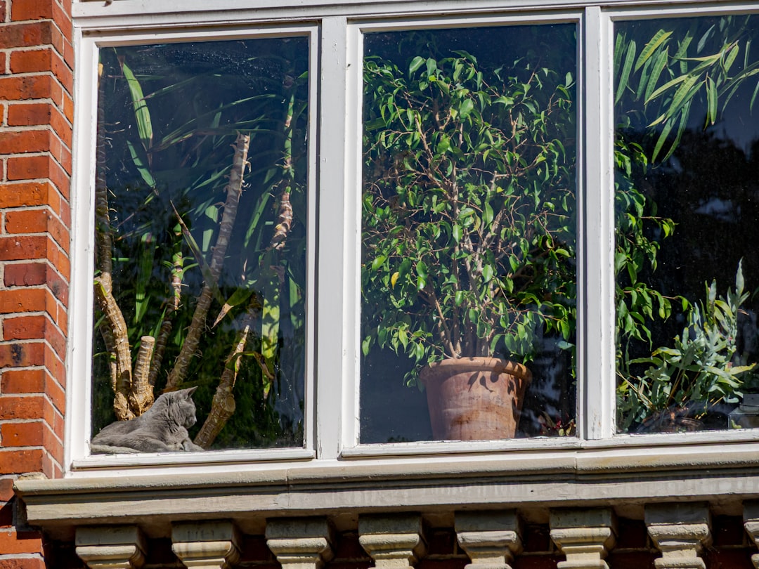 A gray cat rests on a windowsill with plants