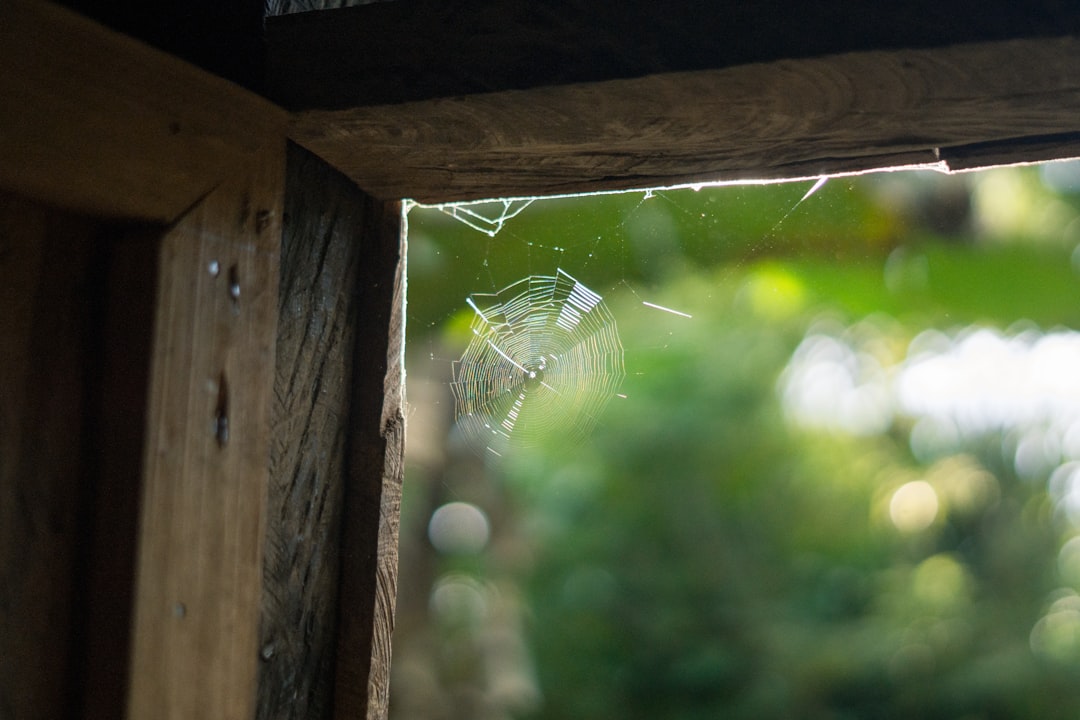 Broken glass in a wooden frame with greenery outside