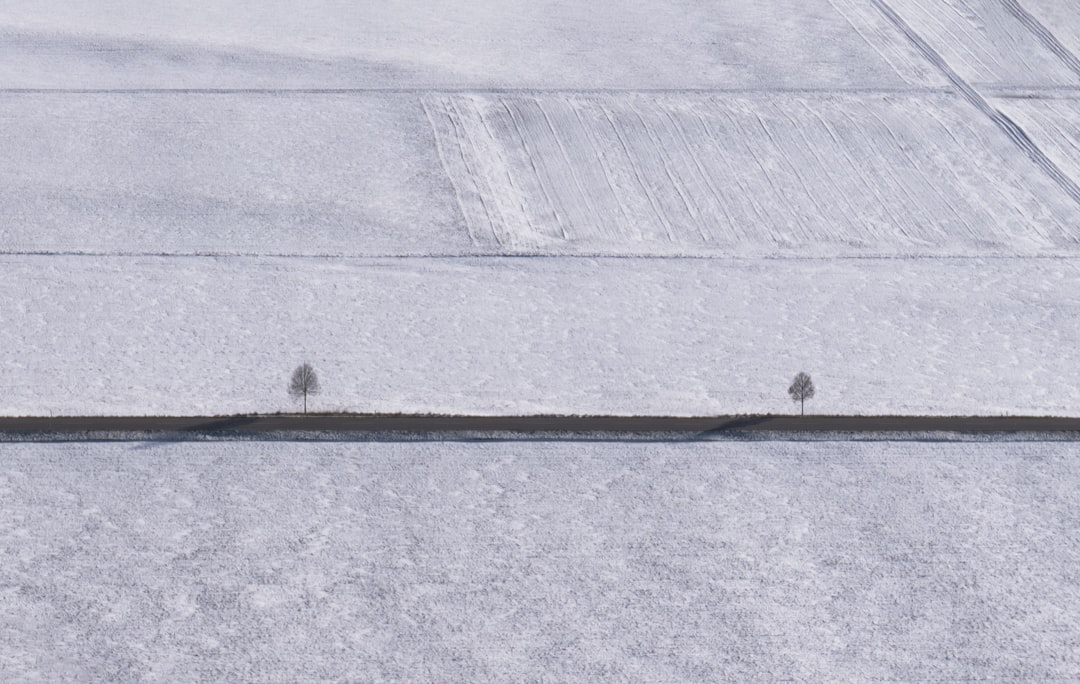 a couple of small trees standing in the middle of a snow covered field