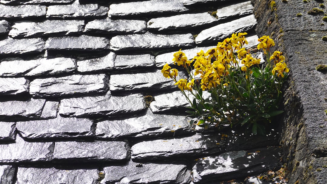 Yellow wallflowers growing from a gap in a dark grey slate roof