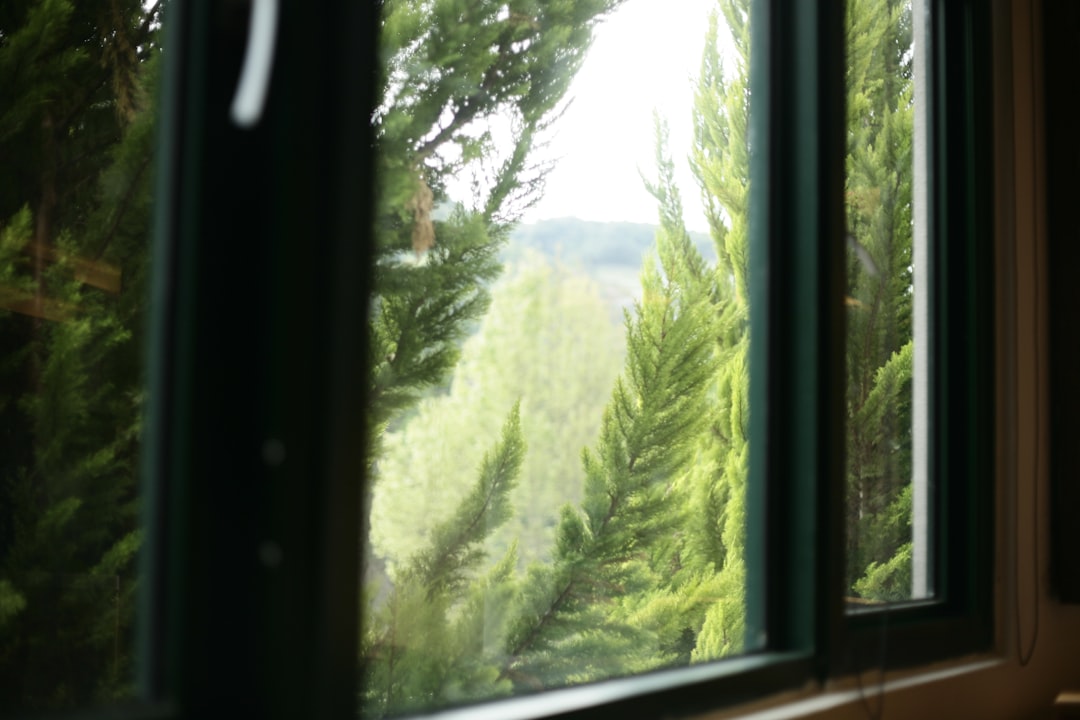 a window with a view of a forest outside