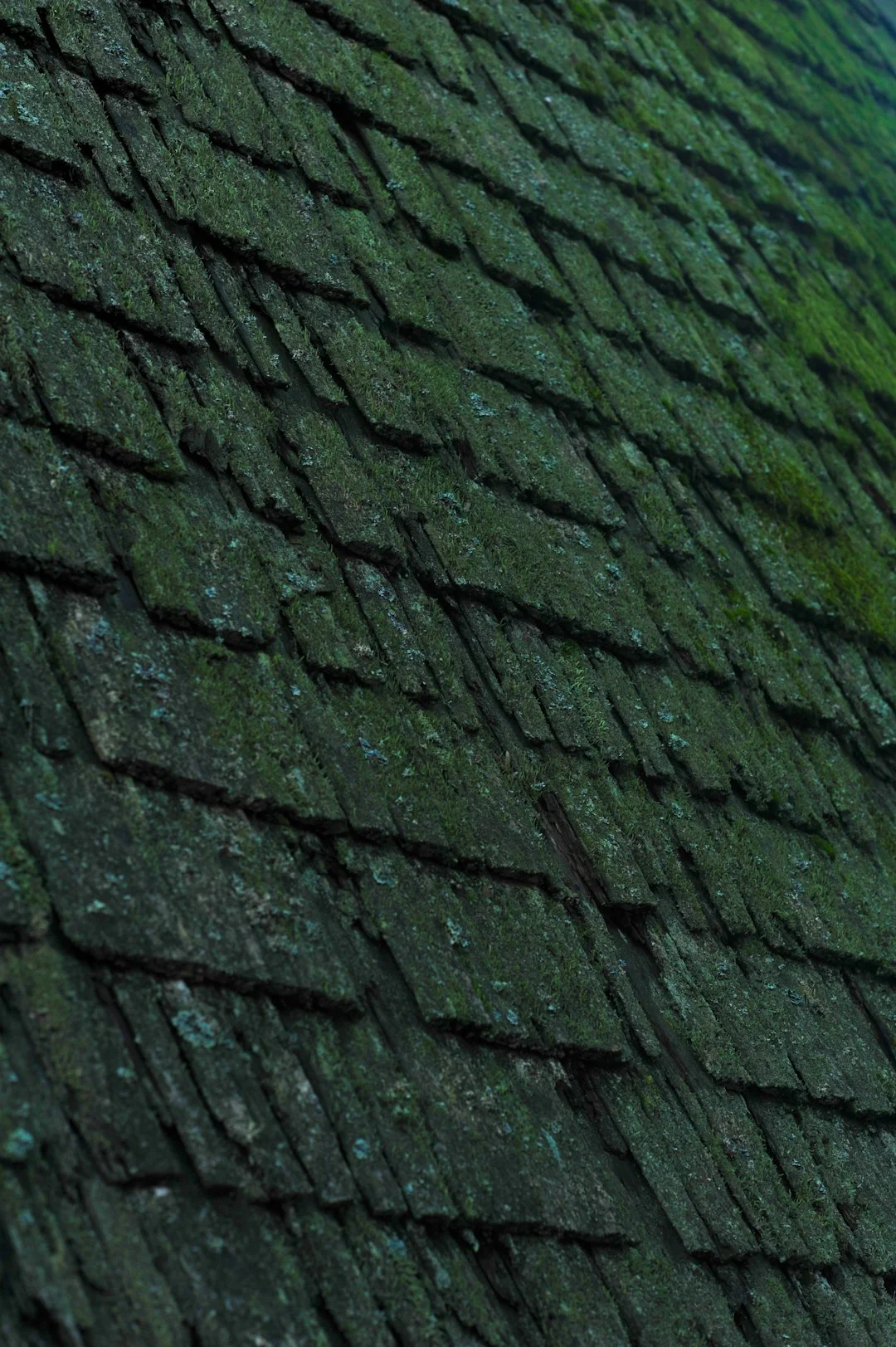 a close up of a roof with moss growing on it
